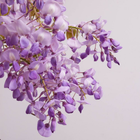 WISTERIA BRACHYBOTRYS GOLDEN DRAGON MEDIO TALLO