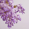 WISTERIA BRACHYBOTRYS GOLDEN DRAGON MEDIO TALLO