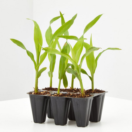 MAÍZ PALOMITAS EN MACETA