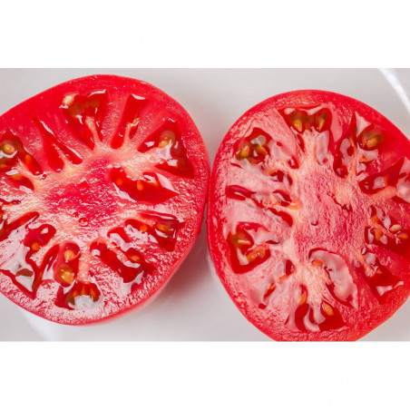 TOMATE ALCOLEA EN MACETA