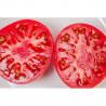 TOMATE ALCOLEA EN MACETA