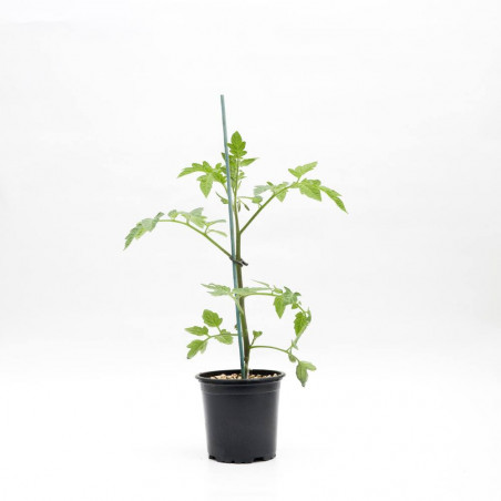 TOMATE ALCOLEA EN MACETA