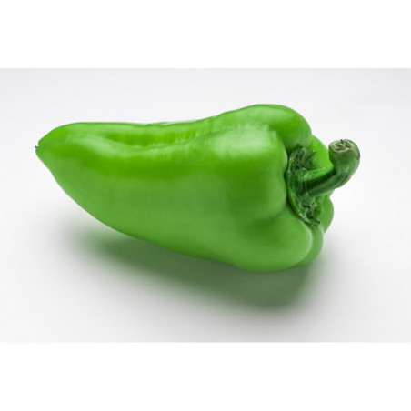 PIMIENTO GUERNICA EN MACETA