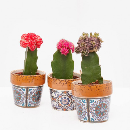 CACTUS INJERTO CON MACETA MOSAICO 10CM