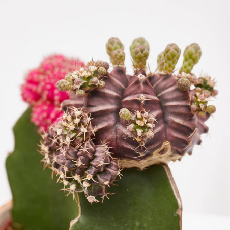 CACTUS INJERTO CON MACETA MOSAICO 10CM
