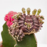 CACTUS INJERTO CON MACETA MOSAICO 10CM
