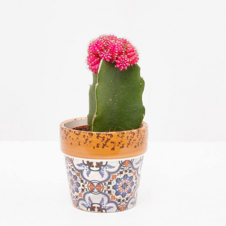 CACTUS INJERTO CON MACETA MOSAICO 10CM