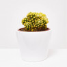CACTUS COLORES MACETA 9CM