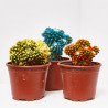 CACTUS COLORES MACETA 9CM