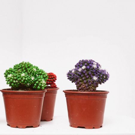 CACTUS COLORES MACETA 9CM