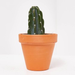 CACTUS CUDDLY MACETA 12CM