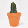 CACTUS CUDDLY MACETA 12CM