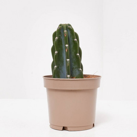 CACTUS CUDDLY MACETA 12CM