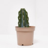 CACTUS CUDDLY MACETA 12CM