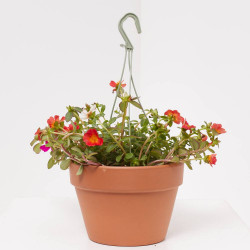 PORTULACA COLGANTE TARRINA 16 CM
