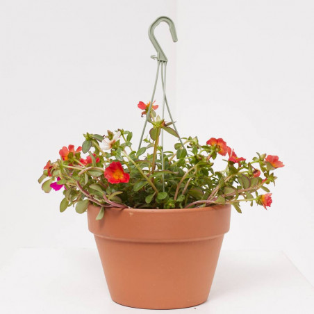 PORTULACA COLGANTE TARRINA 16 CM