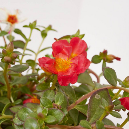 PORTULACA COLGANTE TARRINA 16 CM