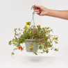 PORTULACA COLGANTE TARRINA 16 CM