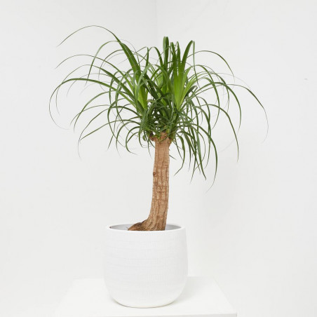 BEAUCARNEA MACETA 21CM