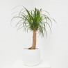 BEAUCARNEA MACETA 21CM
