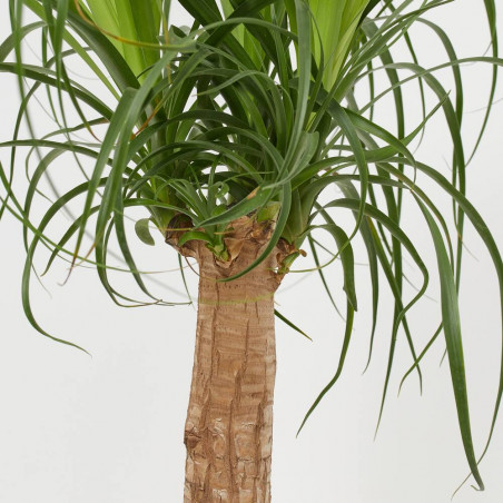 BEAUCARNEA MACETA 21CM