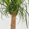 BEAUCARNEA MACETA 21CM