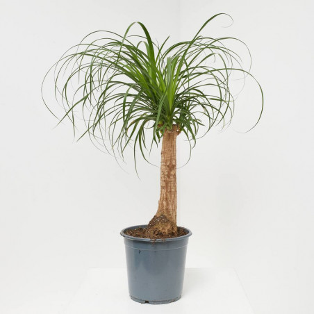 BEAUCARNEA MACETA 21CM