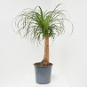 BEAUCARNEA MACETA 21CM