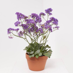 LIMONIUM MACETA 3L