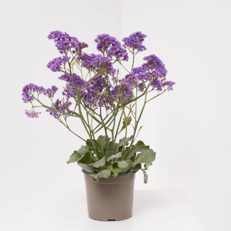 LIMONIUM MACETA 3L