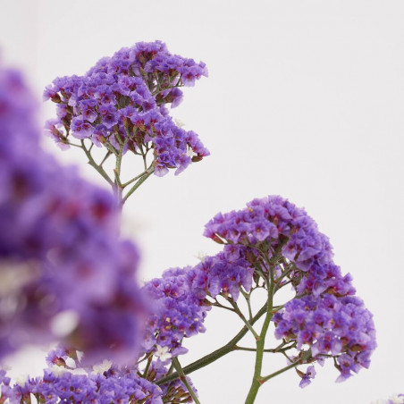LIMONIUM MACETA 3L