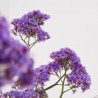 LIMONIUM MACETA 3L