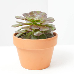 AEONIUM MACETA 14CM