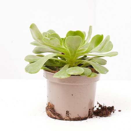 AEONIUM MACETA 14CM