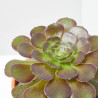 AEONIUM MACETA 14CM