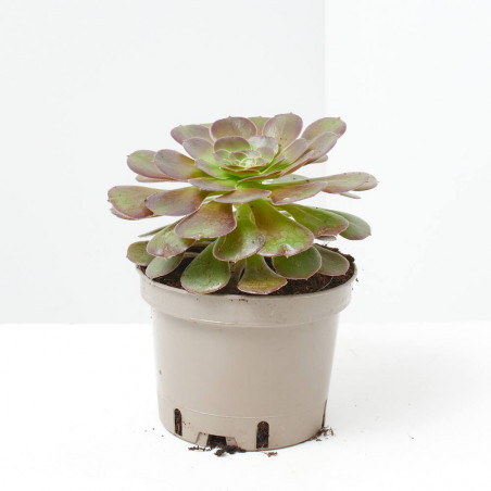 AEONIUM MACETA 14CM