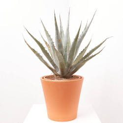 AGAVE CHRYSANTHA MACETA 8L