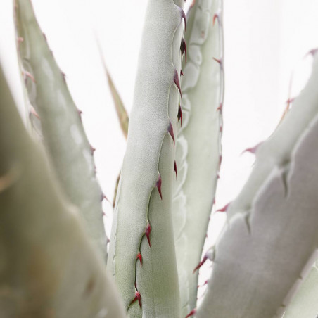 AGAVE CHRYSANTHA MACETA 8L