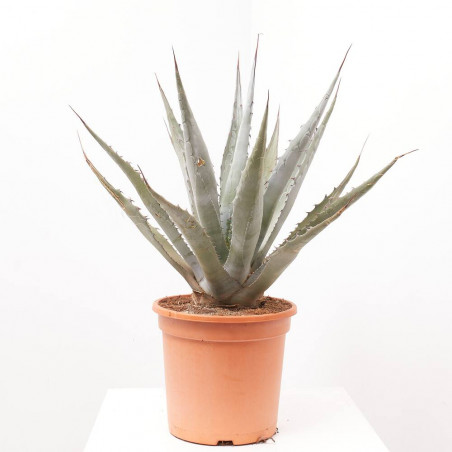 AGAVE CHRYSANTHA MACETA 8L