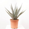AGAVE CHRYSANTHA MACETA 8L