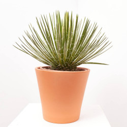 AGAVE GERMINIFLORA MACETA 8L