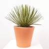 AGAVE GERMINIFLORA MACETA 8L