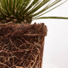 AGAVE GERMINIFLORA MACETA 8L