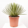 AGAVE GERMINIFLORA MACETA 8L