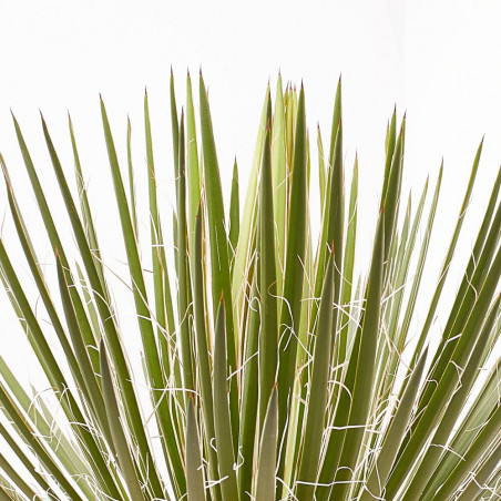 AGAVE GERMINIFLORA MACETA 8L