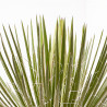 AGAVE GERMINIFLORA MACETA 8L