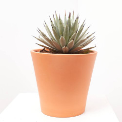 AGAVE MACROCANTHA MACETA 8L