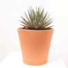 AGAVE MACROCANTHA MACETA 8L