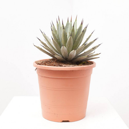 AGAVE MACROCANTHA MACETA 8L