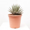 AGAVE MACROCANTHA MACETA 8L